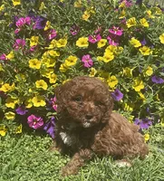 Hazel, a female Cavapoo for sale in Vienna, MO – 4 of 6