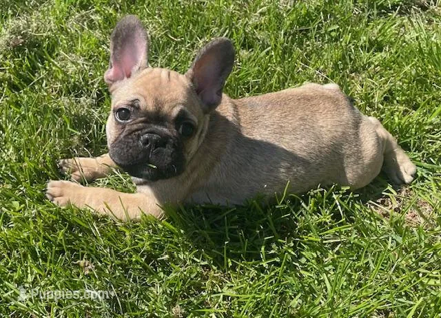 Snickers – French Bulldog puppy for sale in Vienna, MO