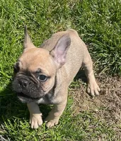 Wexley, a male French Bulldog for sale in Vienna, MO – Photo 2 of 8
