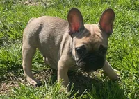 Wexley, a male French Bulldog for sale in Vienna, MO – Photo 6 of 8