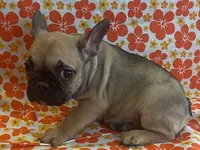 Snickers, a female French Bulldog for sale in Vienna, MO – Photo 4 of 5