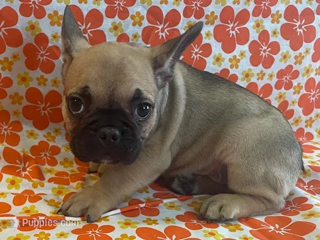 Snickers – French Bulldog puppy for sale in Vienna, MO