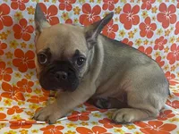 Snickers, a female French Bulldog for sale in Vienna, MO – Photo 1 of 5