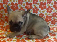 Snickers, a female French Bulldog for sale in Vienna, MO – Photo 5 of 5