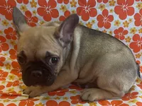 Snickers, a female French Bulldog for sale in Vienna, MO – Photo 3 of 5