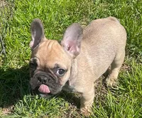 Wexley, a male French Bulldog for sale in Vienna, MO – Photo 3 of 8