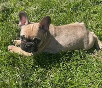 Wexley, a male French Bulldog for sale in Vienna, MO – Photo 8 of 8