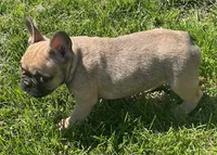 Wexley, a male French Bulldog for sale in Vienna, MO – Photo 7 of 8