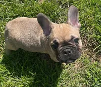Wexley, a male French Bulldog for sale in Vienna, MO – Photo 4 of 8