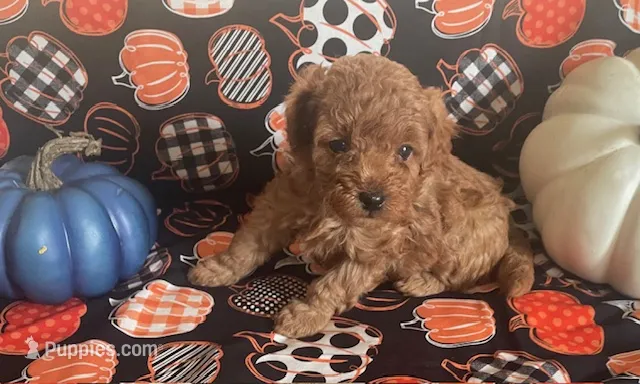 Pearl – Cavapoo puppy for sale in Vienna, MO