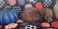 Pippa, a female Cavapoo for sale in Vienna, MO – 4 of 8