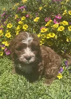 Alfie, a male Cavapoo for sale in Vienna, MO – 3 of 7