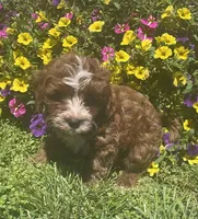 Alfie, a male Cavapoo for sale in Vienna, MO – 4 of 7