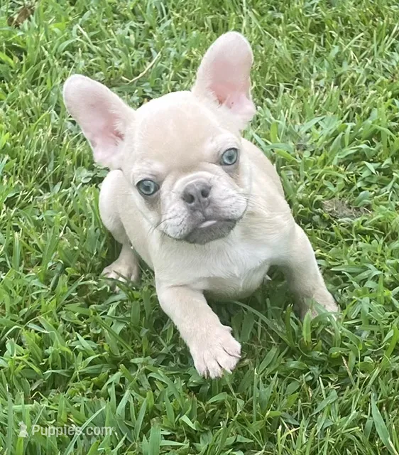 Kash – French Bulldog puppy for sale in Vienna, MO