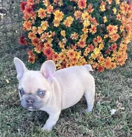 Nugget, a female French Bulldog for sale in Vienna, MO – 3 of 10