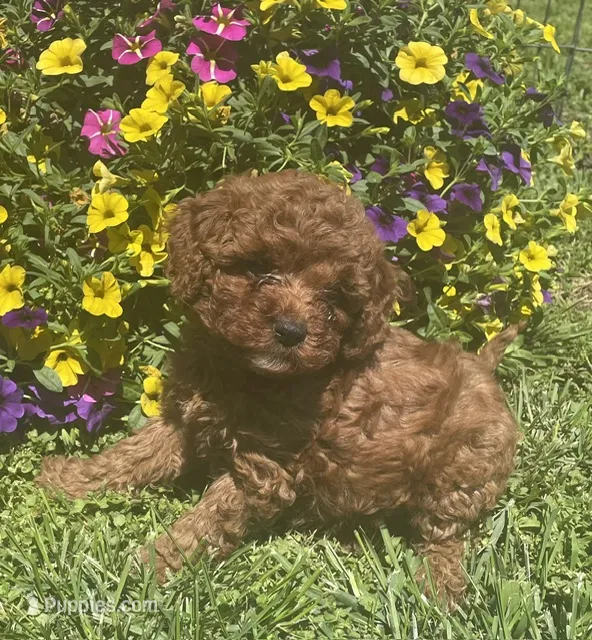 Ruby – Cavapoo puppy for sale in Vienna, MO