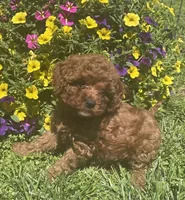 Ruby, a female Cavapoo for sale in Vienna, MO – 1 of 7