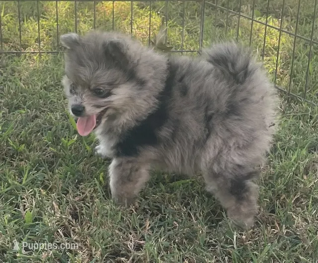 Skittles – Pomsky puppy for sale in Vienna, MO