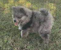 Skittles, a female Pomsky for sale in Vienna, MO – 1 of 7