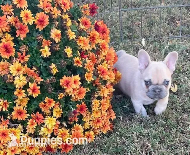 Nugget – French Bulldog puppy for sale in Vienna, MO
