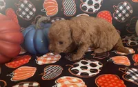 Pippa, a female Cavapoo for sale in Vienna, MO – 2 of 8