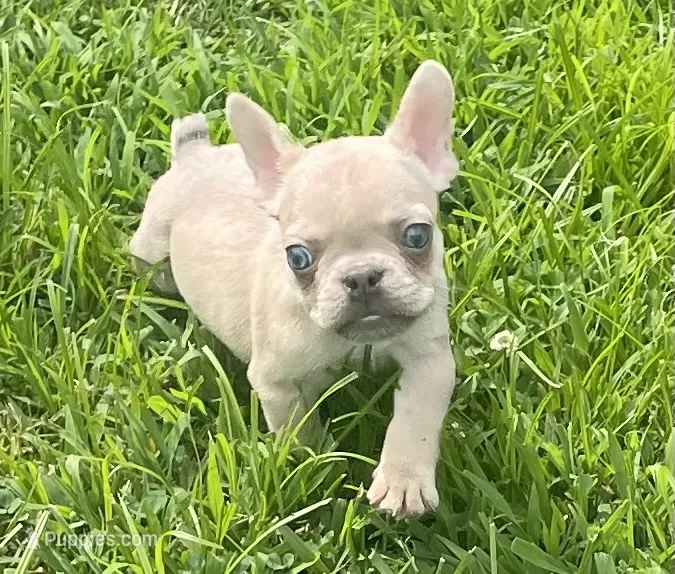 Kash – French Bulldog puppy for sale in Vienna, MO