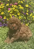 Rudy, a male Cavapoo for sale in Vienna, MO – 2 of 7