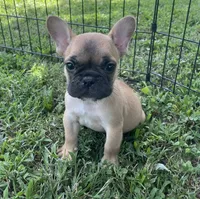 Riggs, a male French Bulldog for sale in Vienna, MO – 2 of 6