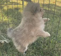 Skye, a female Pomsky for sale in Vienna, MO – 2 of 7