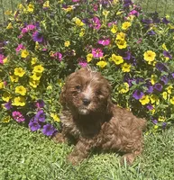 Daisy, a female Cavapoo for sale in Vienna, MO – 4 of 7