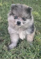 Skittles, a female Pomsky for sale in Vienna, MO – 7 of 7