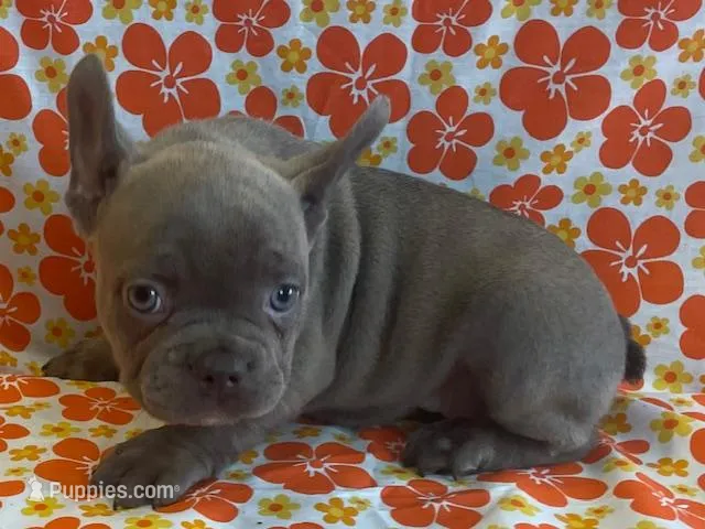 Pinkie – French Bulldog puppy for sale in Vienna, MO