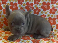 Pinkie, a female French Bulldog for sale in Vienna, MO – Photo 1 of 5
