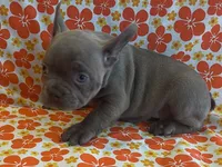 Pinkie, a female French Bulldog for sale in Vienna, MO – Photo 3 of 5