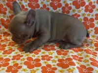 Pinkie, a female French Bulldog for sale in Vienna, MO – Photo 4 of 5