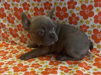 Pinkie, a female French Bulldog for sale in Vienna, MO – Photo 2 of 5