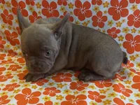 Pinkie, a female French Bulldog for sale in Vienna, MO – Photo 5 of 5