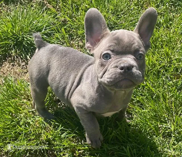 Pinkie – French Bulldog puppy for sale in Vienna, MO