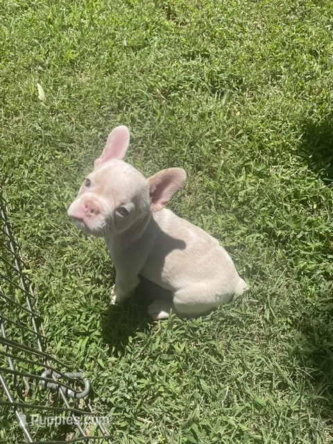 Saint – French Bulldog puppy for sale in Vienna, MO