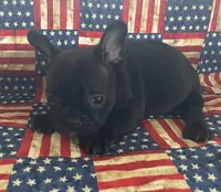 Chocolate, a male French Bulldog for sale in Vienna, MO – 6 of 6