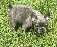KitKat, a female French Bulldog for sale in Vienna, MO – 6 of 8