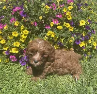 Daisy, a female Cavapoo for sale in Vienna, MO – 2 of 7