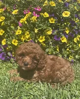 Ruby, a female Cavapoo for sale in Vienna, MO – 6 of 7