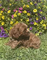 Daisy, a female Cavapoo for sale in Vienna, MO – 3 of 7
