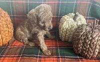 PeeWee, a male Cavapoo for sale in Vienna, MO – 4 of 8