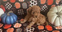 Pearl, a female Cavapoo for sale in Vienna, MO – 3 of 10