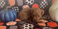 Pippa, a female Cavapoo for sale in Vienna, MO – 7 of 8
