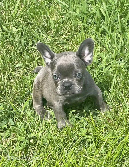 KoKo – French Bulldog puppy for sale in Vienna, MO