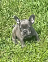 KoKo, a female French Bulldog for sale in Vienna, MO – 1 of 6
