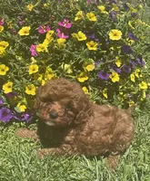 Ruby, a female Cavapoo for sale in Vienna, MO – 3 of 7